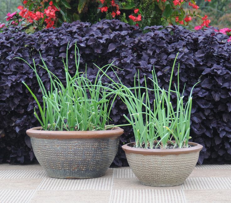 49 best Herbs & Veggies in Container Gardens images on Pinterest Who ever thought onion plants could look so good Learn how to grow easy ve ables that look great on your patio from the book "Easy Container bos
