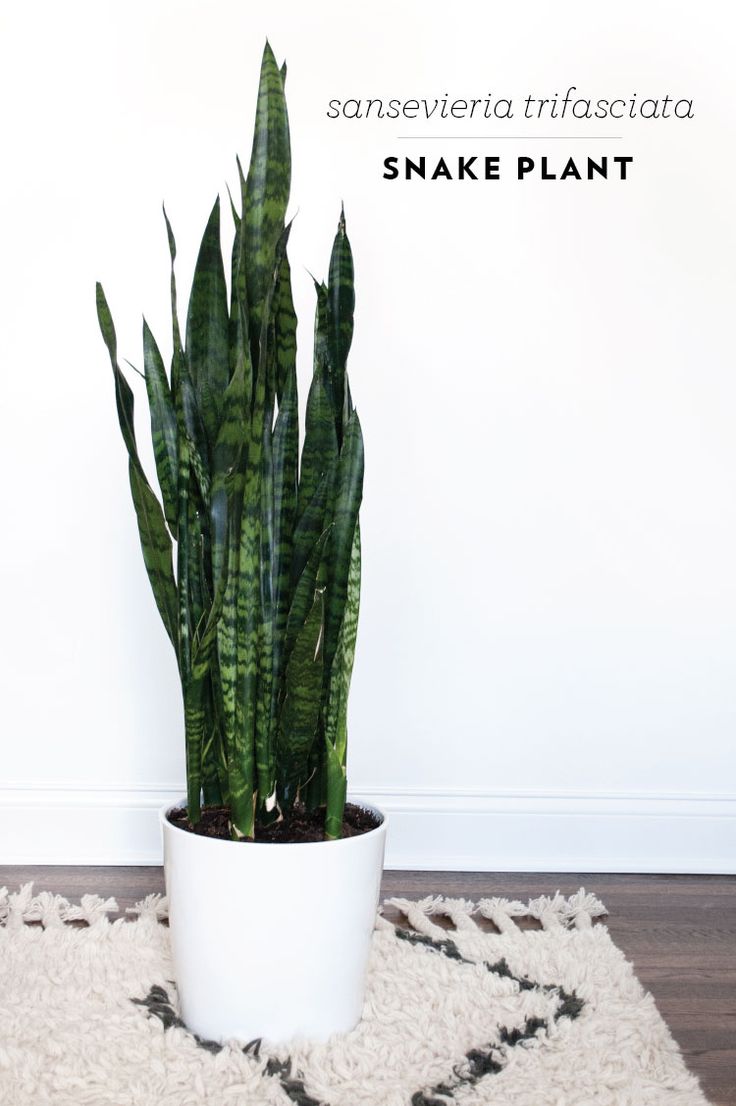 snake plant varieties www pixshark com images galleries with a bite snake plant varieties www pixshark com images galleries with a bite