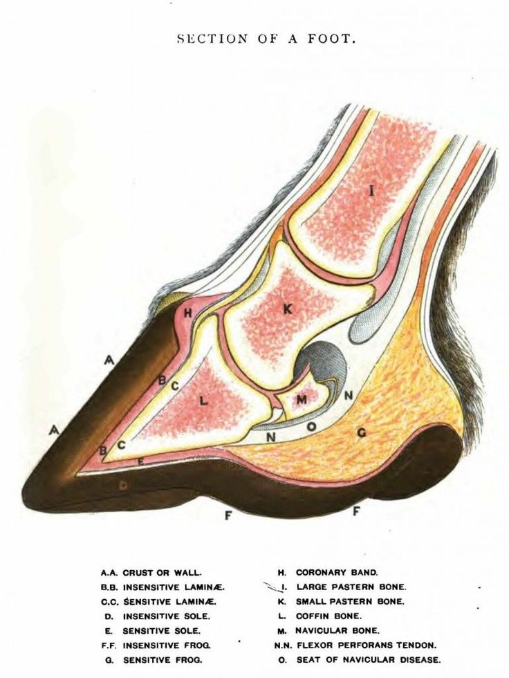 Basic Horse Hoof Anatomy Drawing - Cross-section View - Normal Hoof