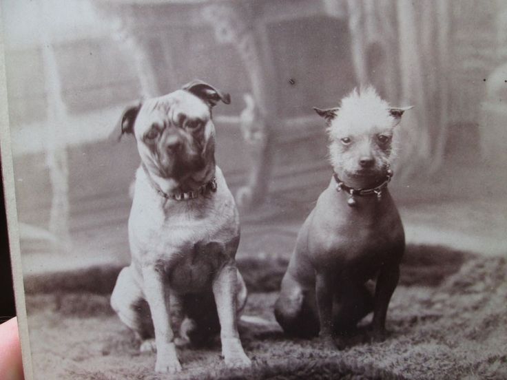 Canine knotting