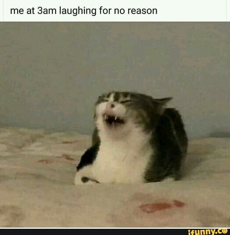 Cat Memes images in 2020 | Cat memes, Funny cat photos, Cute cats