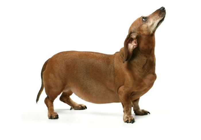 I Get A Lot Of Questions About The Dachshund Breed And Because