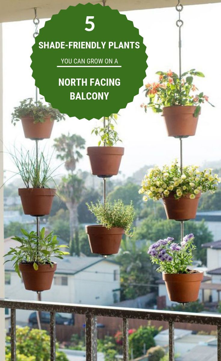 5 shade friendly plants you can grow on a north facing balcony shade plants ba balcony hanging plants plants north facing garden green balcony plants on 5 shade friendly plants you can grow on a north facing balcony shade plants ba balcony hanging plants plants north facing garden north facing balcony shade plants