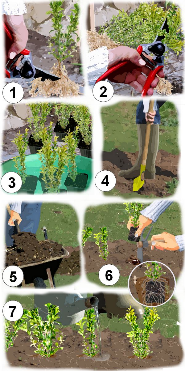 Potager quand semer et quand planter les tomates