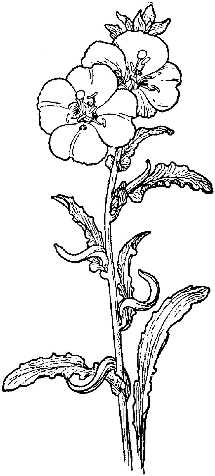 Black And White Primrose Drawing Violet Flower Tattoos White Tattoo Flower Tattoo Drawings