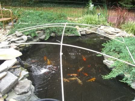 Get 20+ Koi fish pond ideas on Pinterest without signing up | Koi ... Get 20+ Koi fish pond ideas on Pinterest without signing up | Koi ...