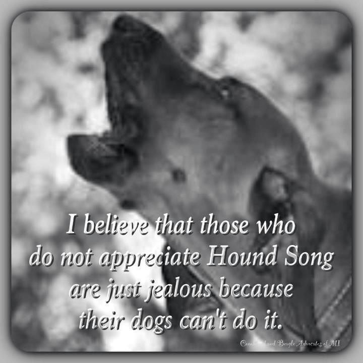 training a bluetick coonhound to hunt best 25 redbone coonhound ideas on pinterest red bone hunting training a bluetick coonhound to hunt best 25 redbone coonhound ideas on pinterest red bone hunting