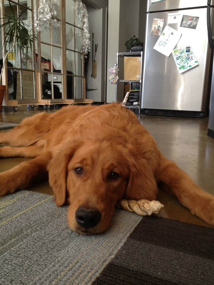 golden retriever up the 25 best golden retrievers ideas on golden retriever up the 25 best golden retrievers ideas on