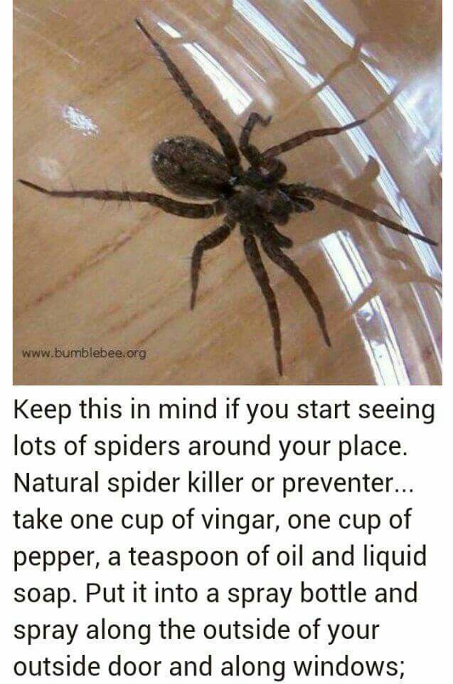 Make Your Own Spider Repellent Home And Lifestyle Pinterest Make Your Own Spider Repellent Home And Lifestyle Pinterest Cleaning Bugs