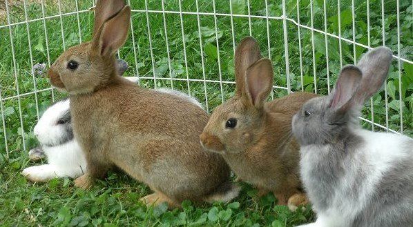 تفسير رؤية الارانب البيضاء في المنام والارانب الكثيرة موقع مصري Cool Pets Pets Rabbit