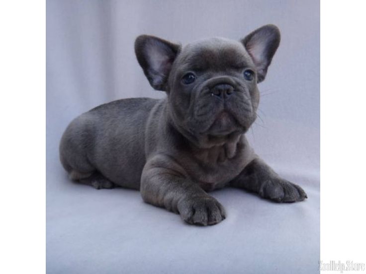 Pin On French Bulldog Puppies