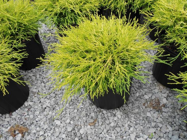 Pin on Garden Gold Mop Cypress