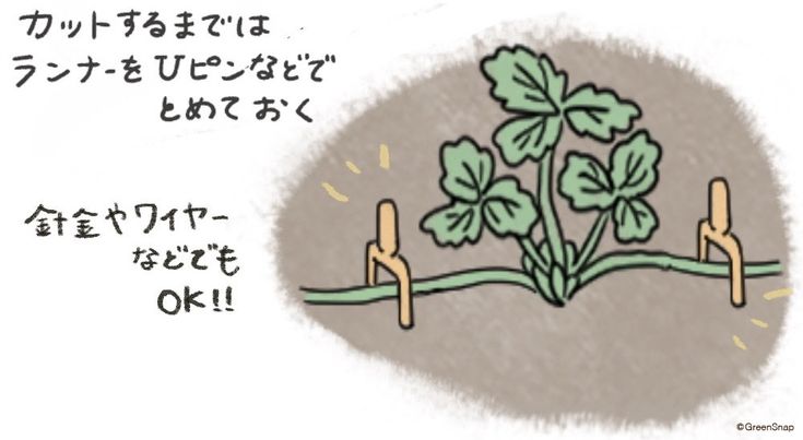 イチゴの増やし方 ランナーを切って株分けしよう 切り方や増やす時期はいつ Greensnap グリーンスナップ 22 イチゴの苗 イチゴ ランナー イチゴの増やし方 ランナーを切って株分けしよう 切り方や増やす時期はいつ Greensnap グリーンスナップ 22 イチゴの苗 イチゴ ランナー
