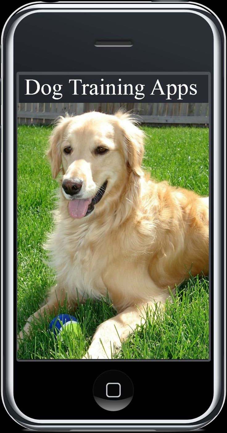 119 best Service dog training images on Pinterest | Service dog ... 119 best Service dog training images on Pinterest | Service dog ...