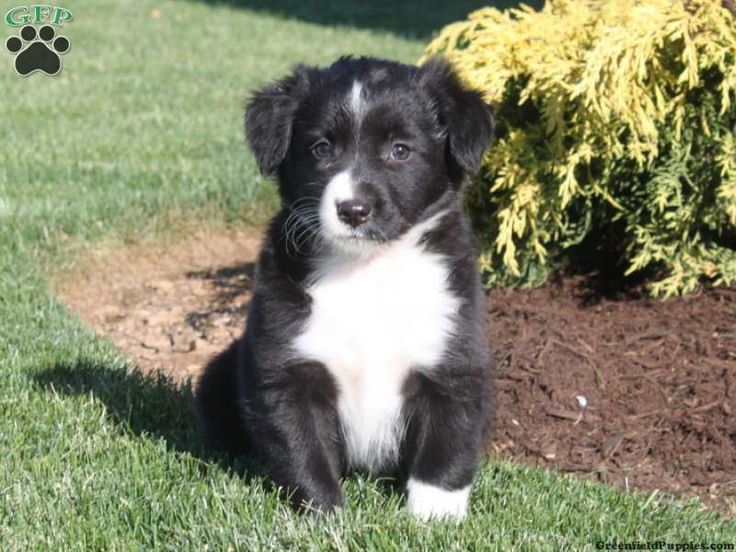 australian shepherd and german shepherd mix die besten 25 australian shepherd husky ideen nur auf pinterest australian shepherd and german shepherd mix die besten 25 australian shepherd husky ideen nur auf pinterest