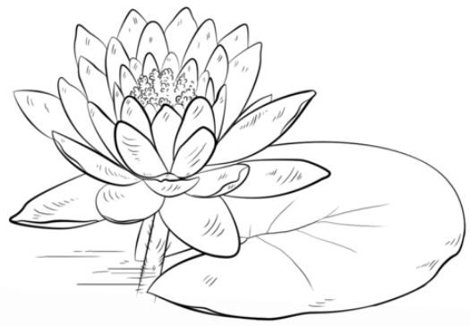 lily pad coloring page | Water lily drawing, Flower drawing, Plant drawing