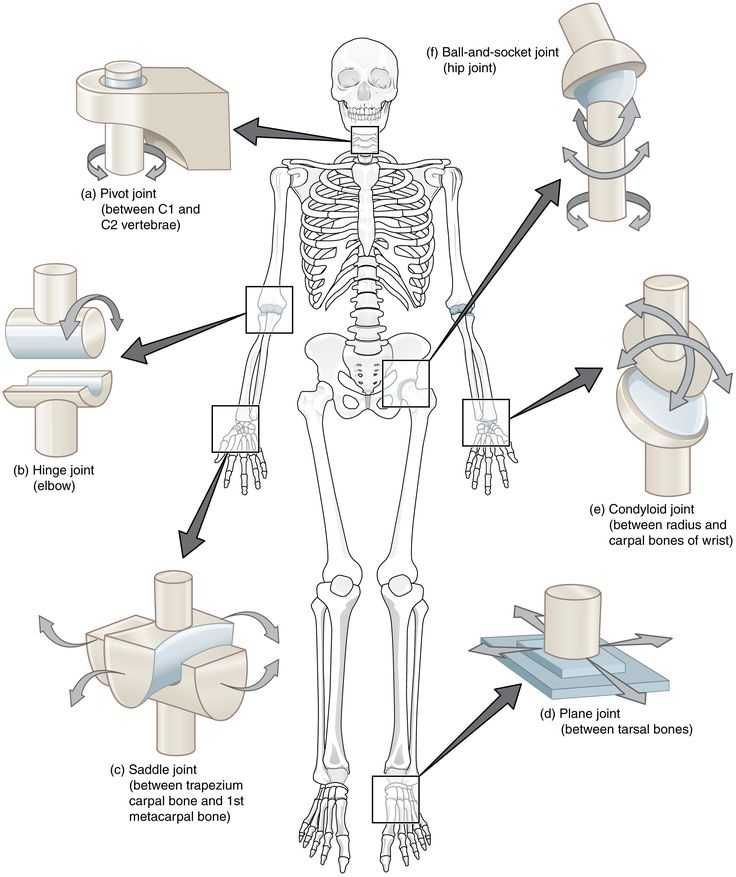 Human Body Pushing The Limits Strength Worksheet Images/Pictures Human Body Pushing The Limits Strength Worksheet With 58 Best Injury Prevention Recovery For Active Bo S I In 2020 Human Joints Joints Anatomy Anatomy And Physiology