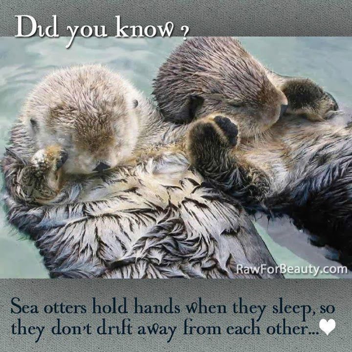 100 Best Otter Memes Images On Pinterest Funny Animals, Otters - 720x720 - jpeg Lovers Holding Hands Asleep