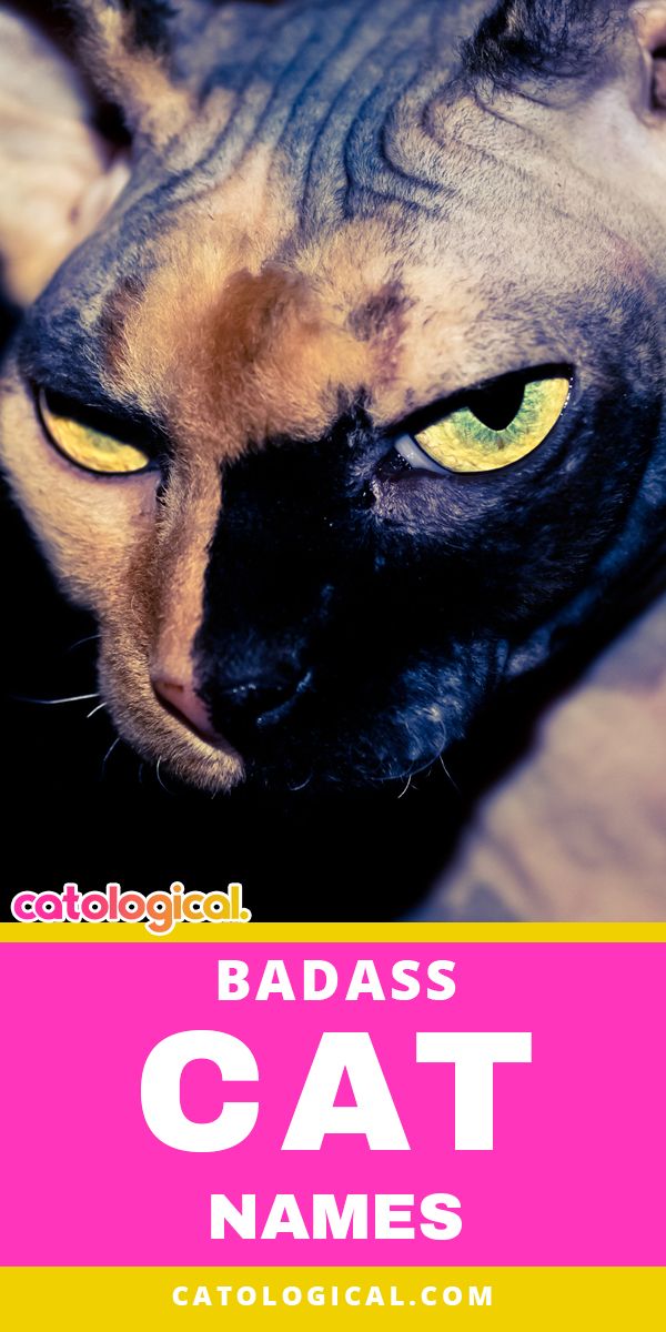 15 Unique Adorable Unisex Cat Names Catvills Cat Names Cute