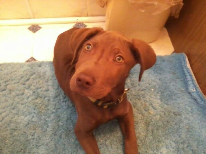 177 best *LOST \ FOUND PETS IN SC* images on Pinterest Bridge - craigslist greenville 177 best *LOST \ FOUND PETS IN SC* images on Pinterest Bridge - craigslist greenville
