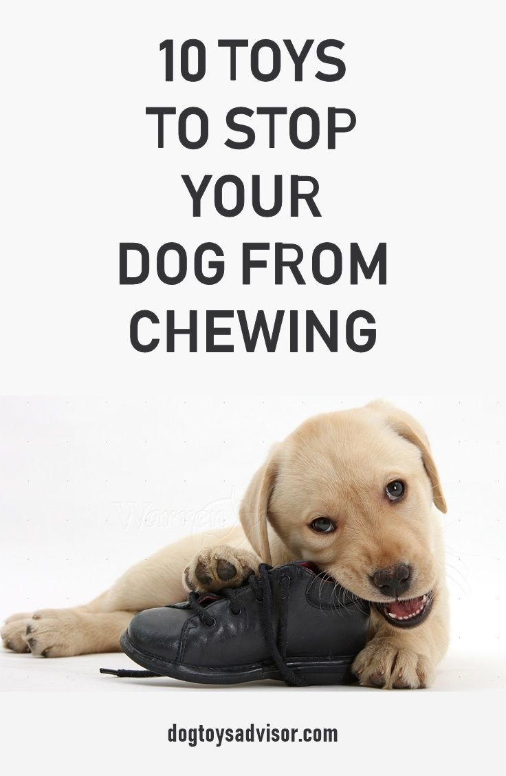 10 Best Toys To Stop Destrutive Chewing Dogs Need Something To