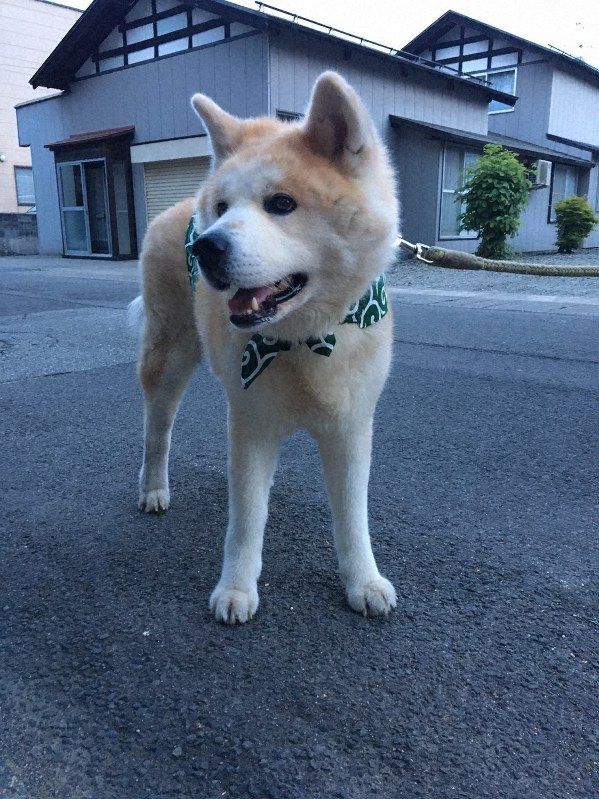 高齢秋田犬がお手柄 散歩中におばあちゃん助ける 毎日新聞 秋田犬 大型犬 手柄 高齢秋田犬がお手柄 散歩中におばあちゃん助ける 毎日新聞 秋田犬 大型犬 手柄