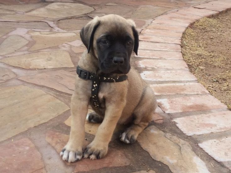 mastiff puppies for sale in va best 25 mastiff for sale ideas only on mastiff puppies for sale mastiff mastiff puppies for sale in va best 25 mastiff for sale ideas only on mastiff puppies for sale mastiff