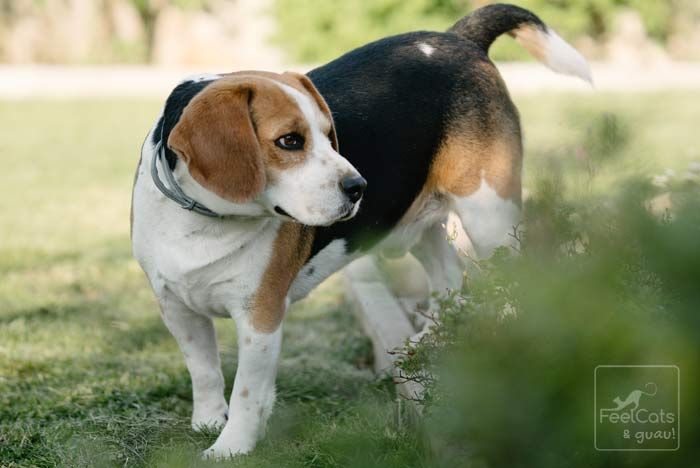 Beagle Enano O Harrier 10 Curiosidades Sobre Ellos Raza De