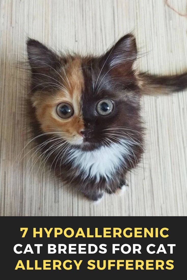 7 Hypoallergenic Cat Breeds For Cat Allergy Sufferers Cats Cat Catsofinstagram Of Catstagram Beautifulcats Hypoallergenic Cats Cat Allergies Cat Breeds
