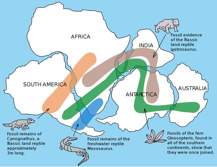 Pin by Ginger McAmis on FOSSILS Continental drift theory, Continental