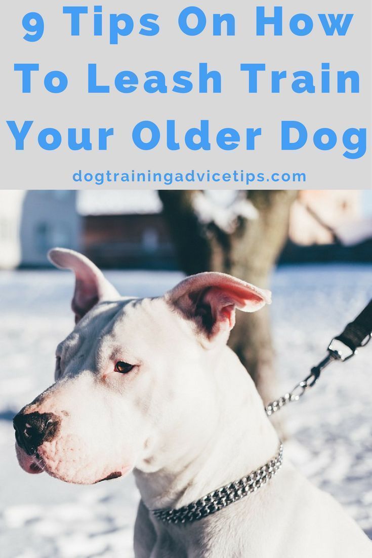 9 Tips On How To Leash Train Your Older Dog Leash Training Dog