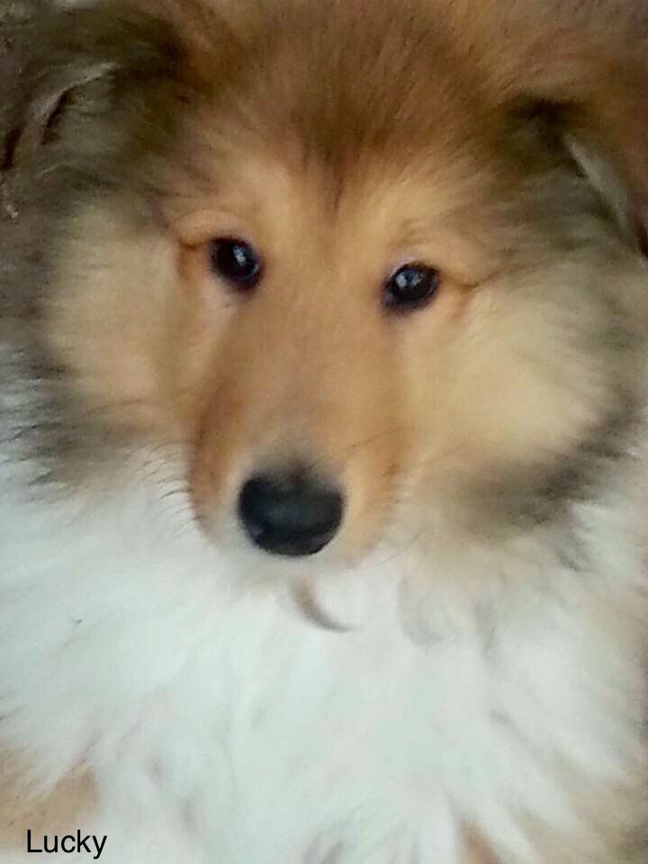 Advice For Drawing A Rough Collie Puppy Collie Puppies Rough