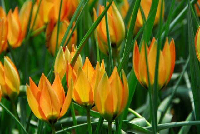 Tulip types