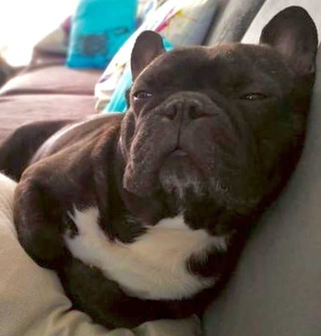 When You Re Owning The Sofa Like A Boss French Bulldog Dog