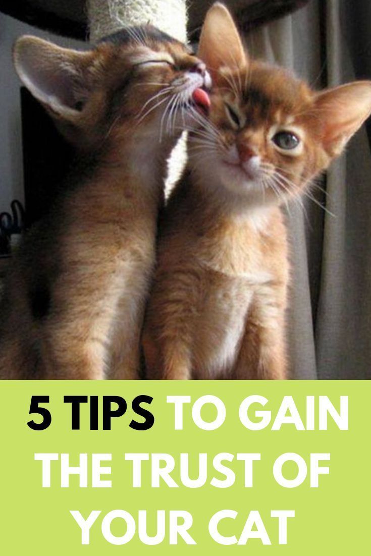 The Most Known Your Cat Behaviour Problems And How To Fix Them Easly In 2020 Cat Behavior Problems Cute Cats And Kittens Kitten Images