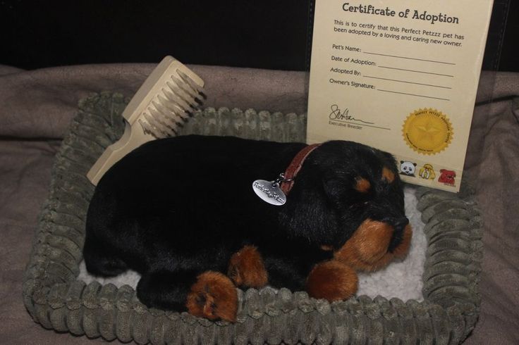 rottweiler rescue bc the 25 best rottweiler rescue ideas on rottweiler rottweilers and rottweiler rescue bc the 25 best rottweiler rescue ideas on rottweiler rottweilers and