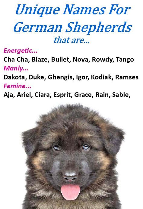 Unique Male Dog Names For German Shepherds Unique Male Dog Names For German Shepherds