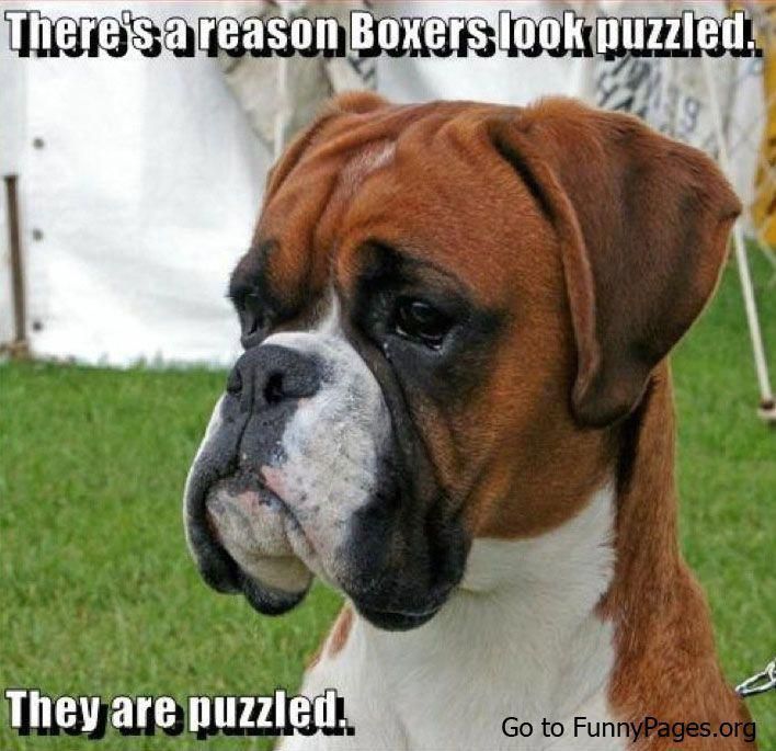 Funny Boxer Funny Humorous Boxers Are Puzzled Boxerdogshumor