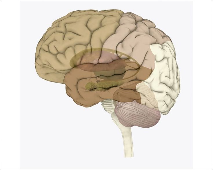 Hippocampus digital print