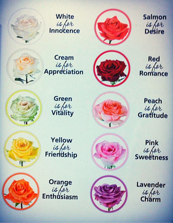 Meaning Of Color best 20+ rose color meanings ideas on pinterest | roses, rose Meaning Of Color best 20+ rose color meanings ideas on pinterest | roses, rose