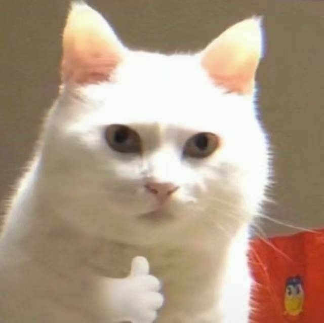 Pin On Bagun a Cat Memes Funny Cats Funny Cute Cats pin-on-bagun-a-cat-memes-funny-cats-funny-cute-cats