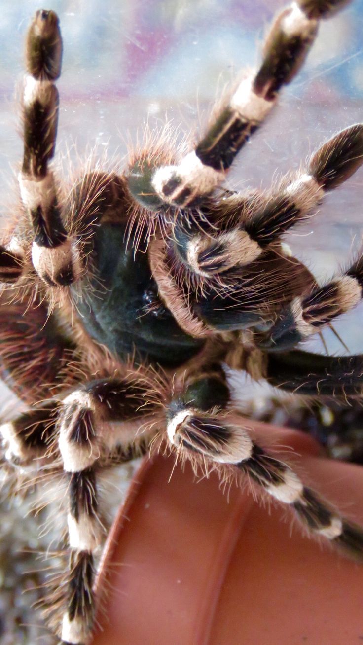 It is a graphic of Crazy Spider From Bugs Life This is a photo of Crazy Spider From Bugs Life