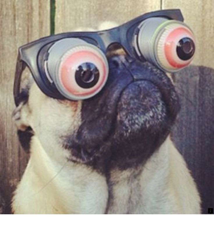 Read More About Pug Cross Puppies For Sale Click The Link For