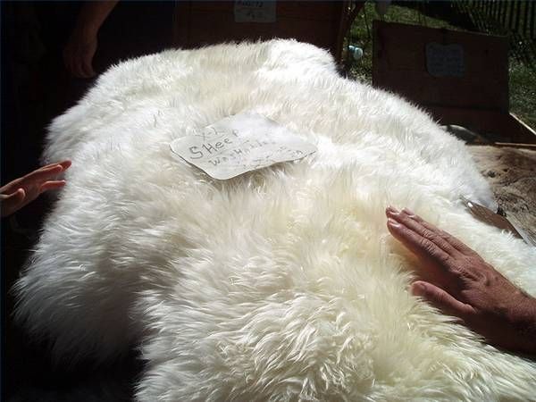 How To Tan A Deer Hide With Borax