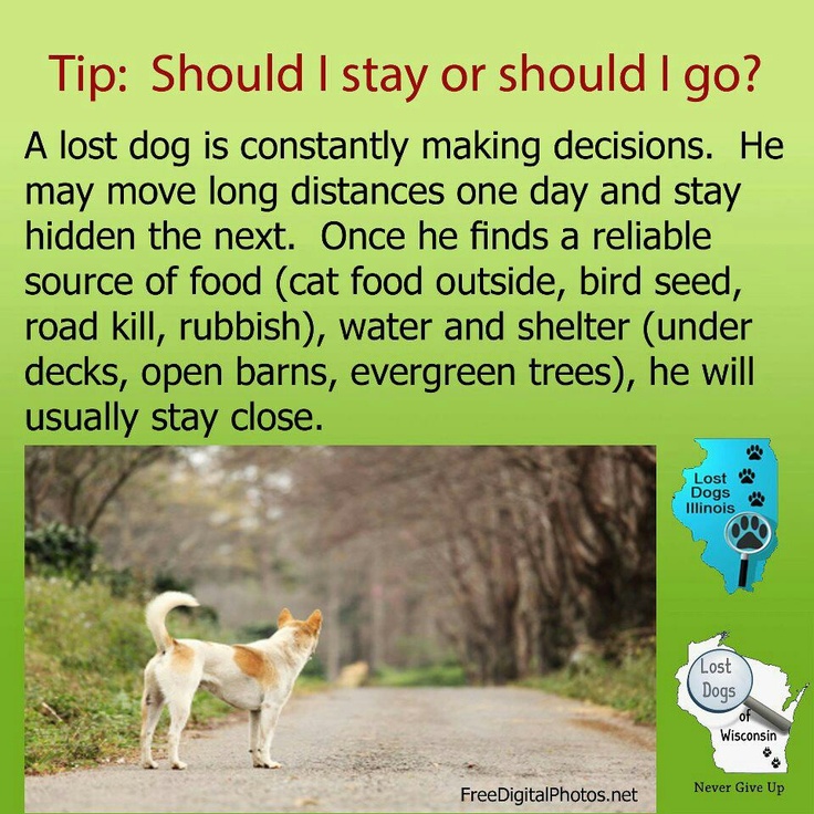 24 best If you find a lost dog images on Pinterest Animal rescue - found dog poster template 24 best If you find a lost dog images on Pinterest Animal rescue - found dog poster template