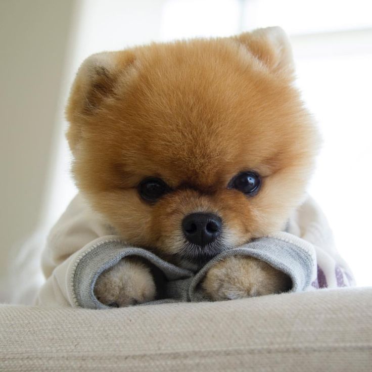 High Resolution Pictures Of Boo The World S Cutest Dog High Resolution Pictures Of Boo The World S Cutest Dog