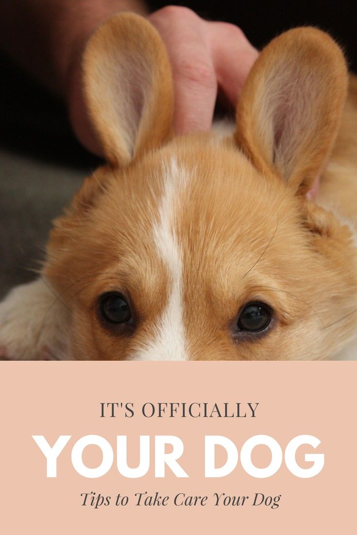 Dog Training Simple Dog Training Tips For Any Dog Lover