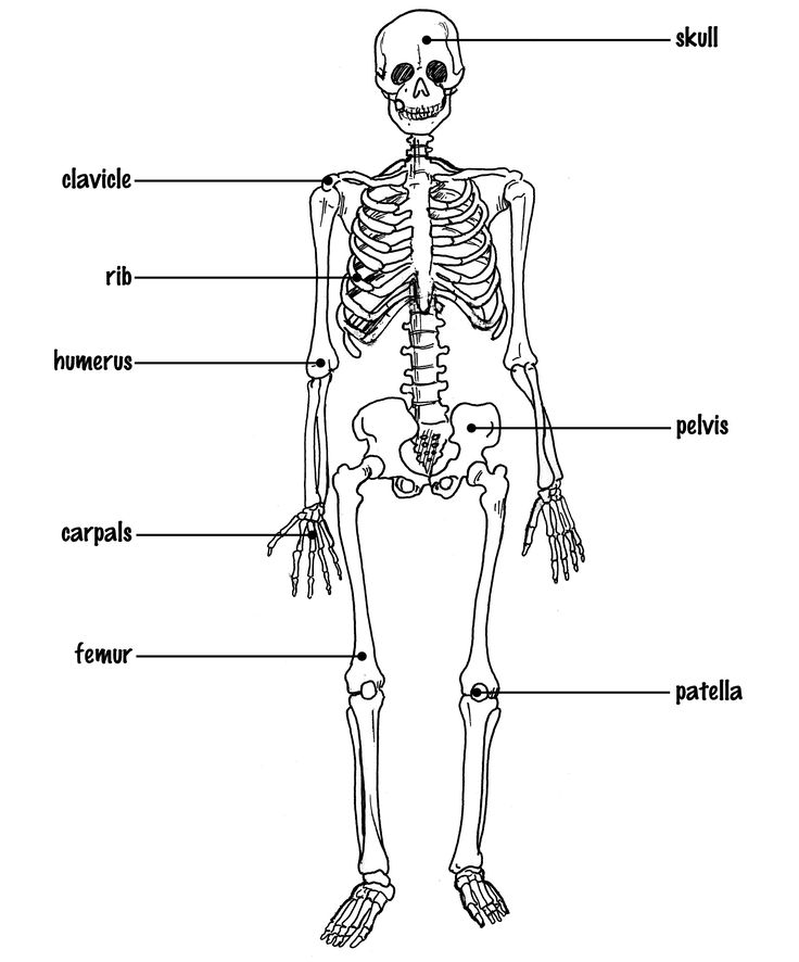 The Skeletal System Diagram Labeled The Skeletal System