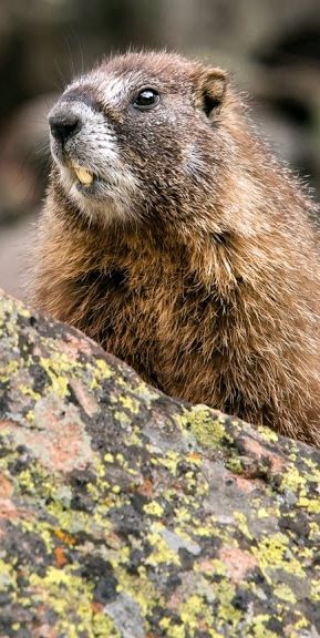 regarder groundhog day les 23 meilleures images du tableau marmotte sur regarder groundhog day les 23 meilleures images du tableau marmotte sur