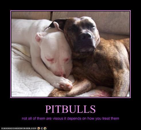 PITBULLS | Funny pitbull, Pitbull pictures and Pit bull PITBULLS | Funny pitbull, Pitbull pictures and Pit bull